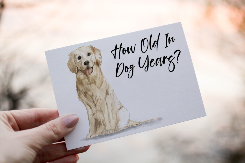 Golden Retriever Dog Birthday Card, Dog Birthday Card